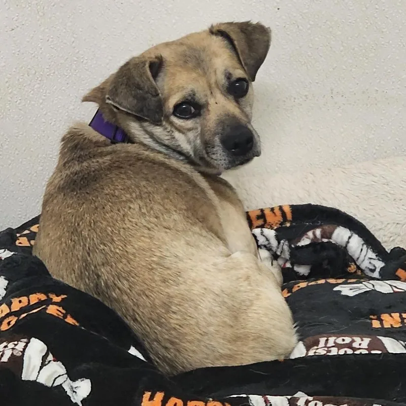 Teddy Chino Hills Location thumbnail 5