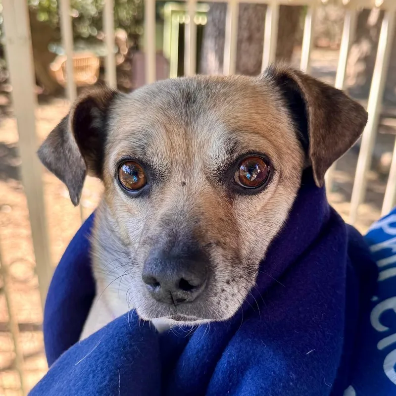 Teddy Chino Hills Location thumbnail 6