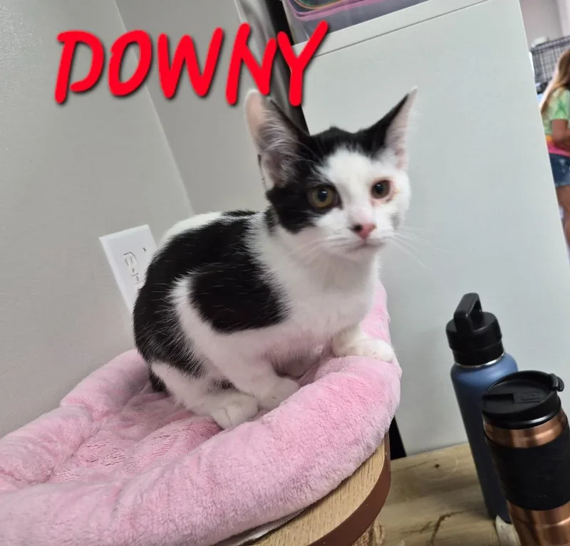 A baby medium-sized male Domestic Short Hair cat named Downy. for adoption in Rome, GA