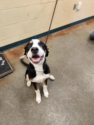 A baby medium-sized female Mixed Breed dog named Roxanne for adoption in Independence, MO