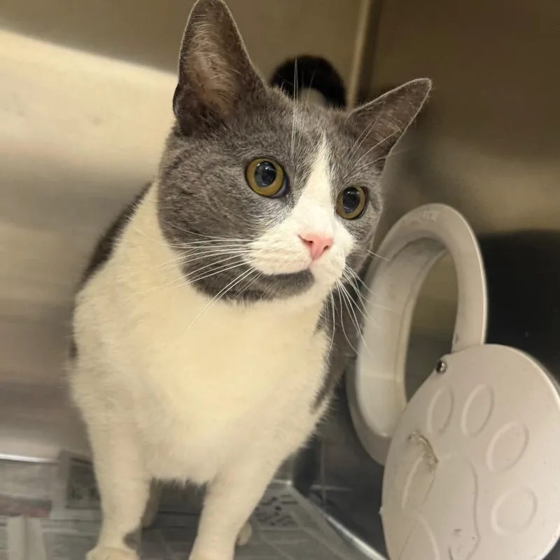 An adult extra large-sized male White Domestic Short Hair cat named Captain Meatball for adoption in Winston-Salem, NC