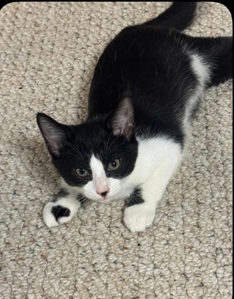 A baby small-sized male Domestic Short Hair cat named Casanova for adoption in Randolph, AL