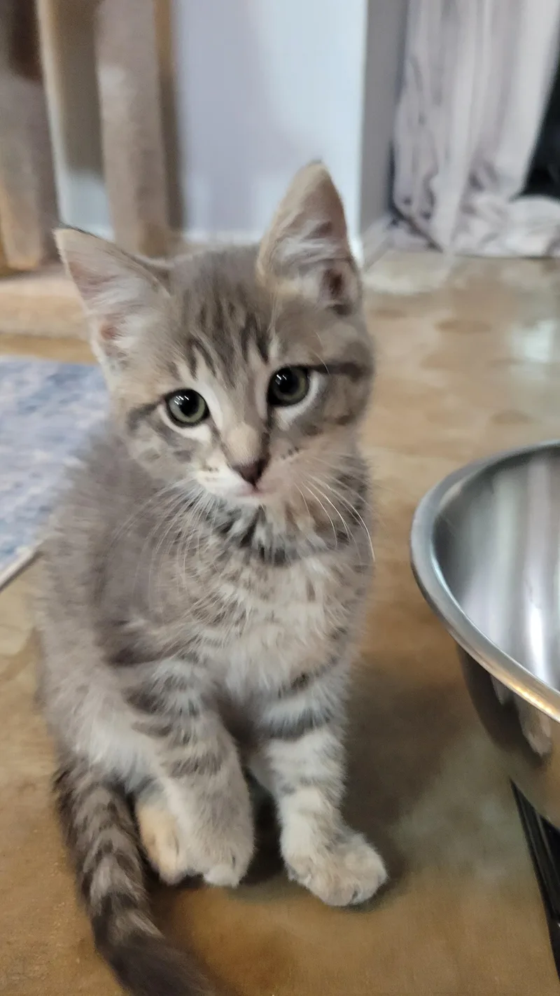 A baby medium-sized female Tabby (Gray / Blue / Silver) Domestic Short Hair cat named LIghtning McQueen for adoption in Fort Worth, TX