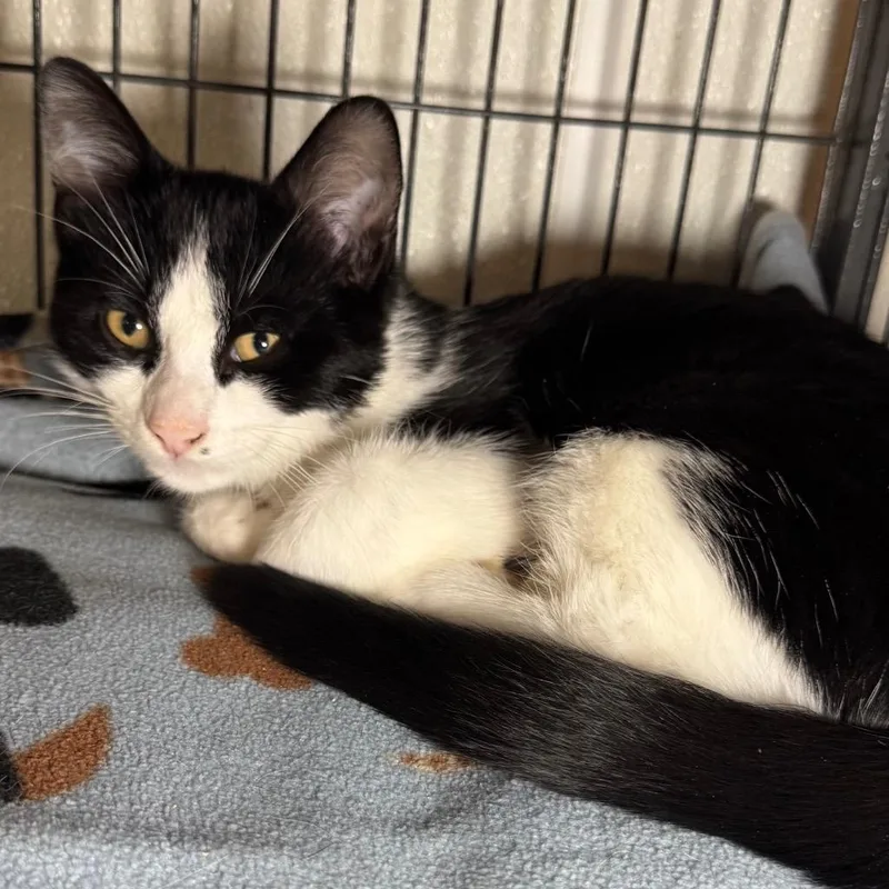 A baby medium-sized male Domestic Short Hair cat named Oreo for adoption in Saginaw, MI