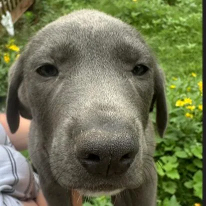 A young large-sized male Hound dog named Joshua for adoption in Kansas City, MO