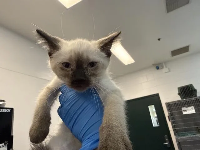 A baby small-sized female Domestic Short Hair cat named Bonnie for adoption in Thousand Palms, CA