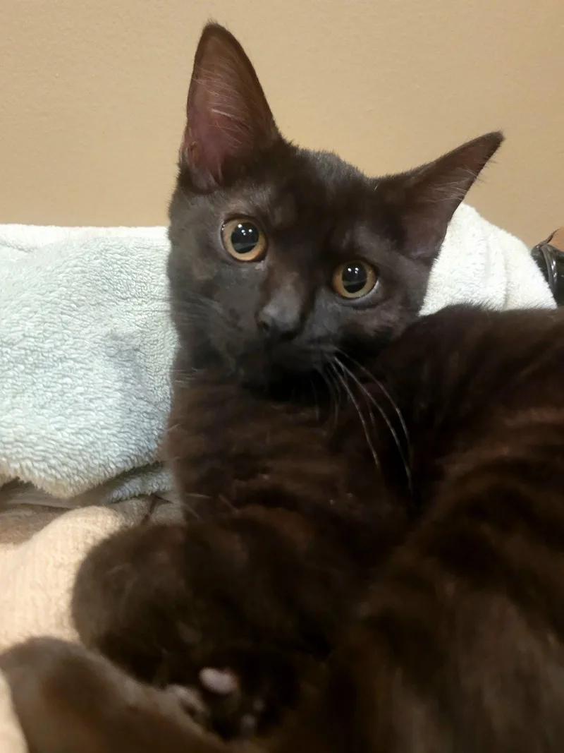 A baby medium-sized female Black Domestic Short Hair cat named Sans for adoption in Wheaton, IL