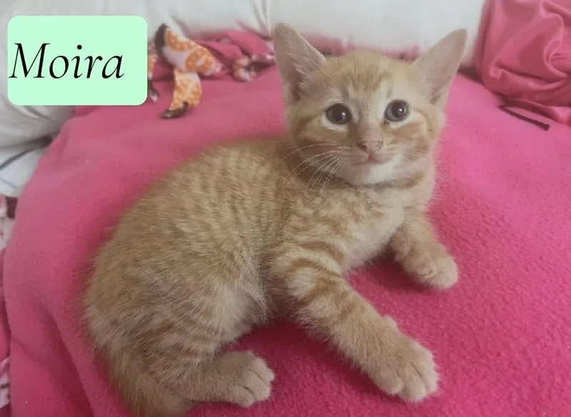A baby medium-sized female Domestic Short Hair cat named Moira for adoption in Hoover , AL