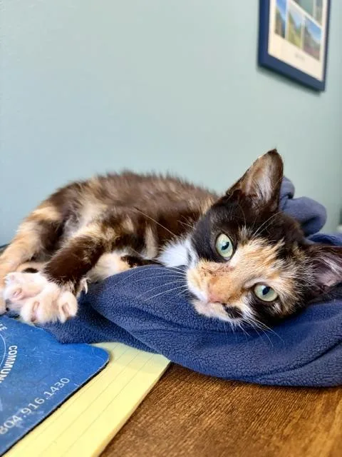 A baby small-sized female Domestic Short Hair cat named Swooshy for adoption in Chapel Hill, NC