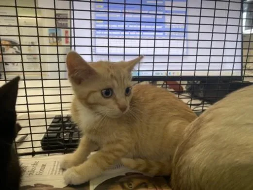 A baby small-sized male Domestic Short Hair cat named Tiggers for adoption in Chatsworth, CA