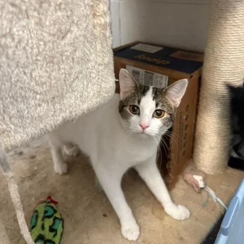 A young small-sized female Domestic Short Hair cat named Heidie for adoption in Port Aransas, TX