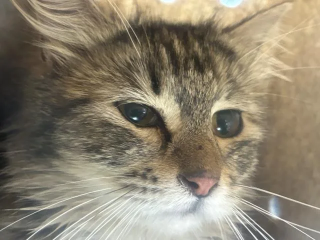 An adult medium-sized female Domestic Medium Hair cat named Hellman for adoption in Rancho Cucamonga, CA