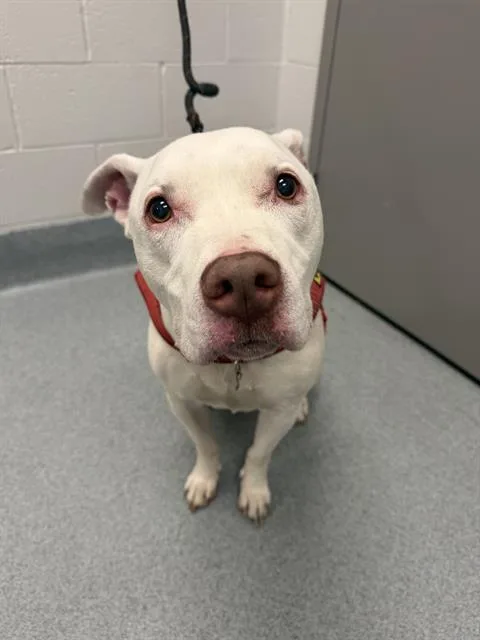 A senior medium-sized male Pit Bull Terrier dog named Herc for adoption in Indianapolis, IN
