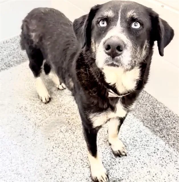 An adult large-sized female Husky dog named Wendy for adoption in Houston, TX