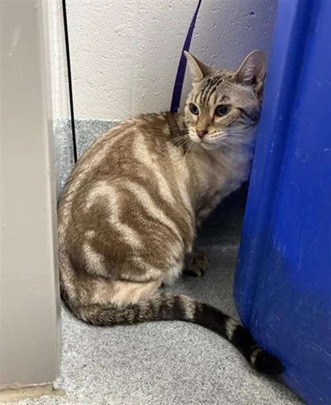 A senior small-sized female Bengal cat named Sasha for adoption in Indianapolis, IN