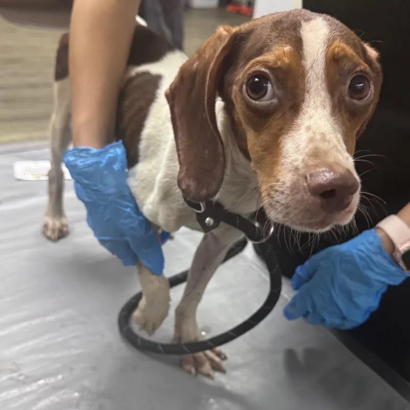 An adult small-sized male Red / Chestnut / Orange Hound dog named Brad for adoption in Summerville, SC