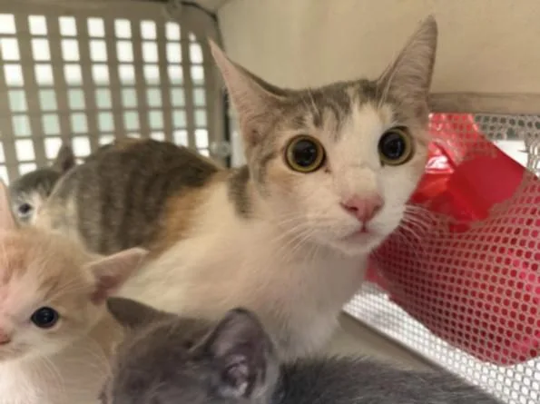 A young medium-sized female Domestic Short Hair cat named Bagel for adoption in Van Nuys, CA