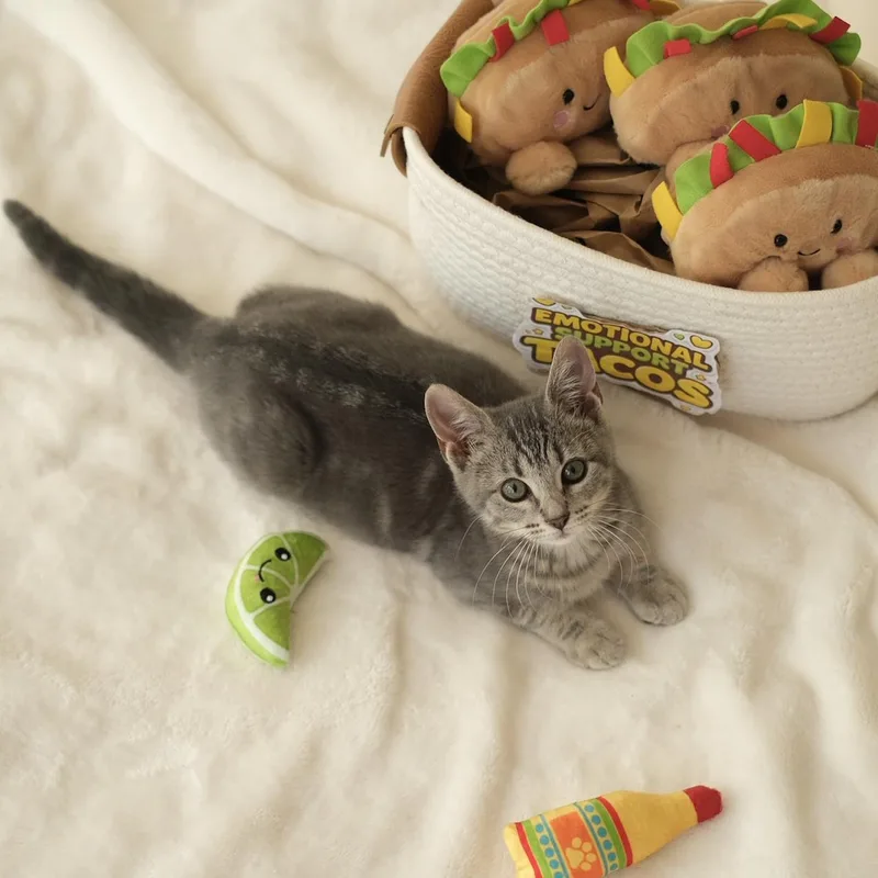 Taco And Cheese thumbnail 2