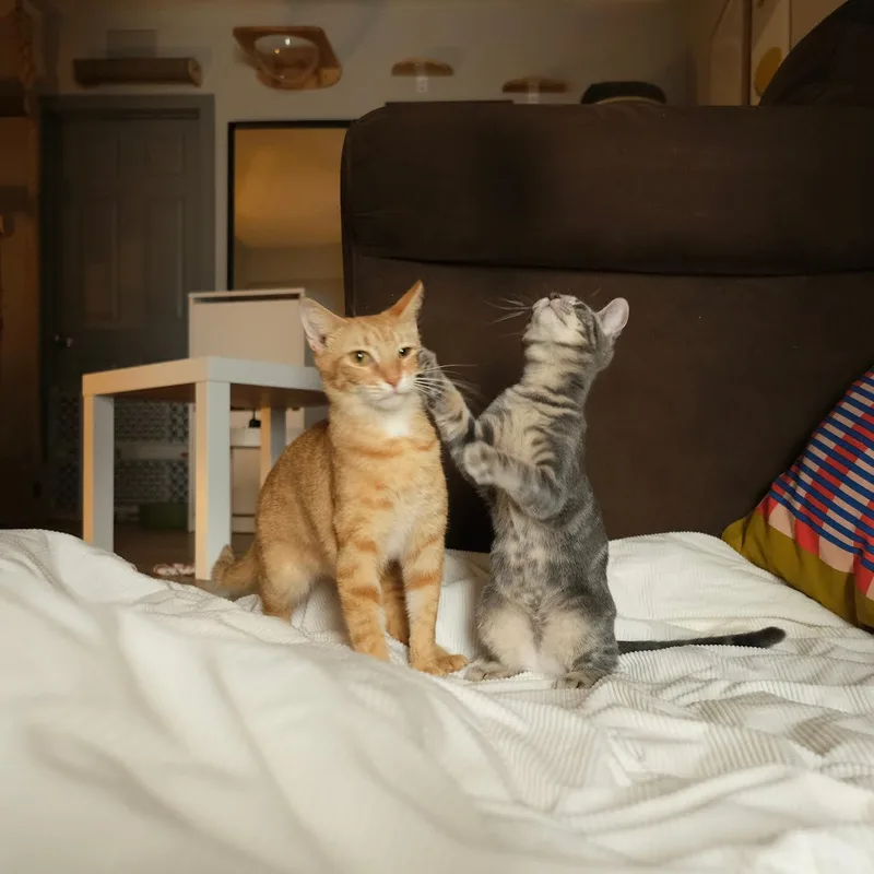 Taco And Cheese thumbnail 3