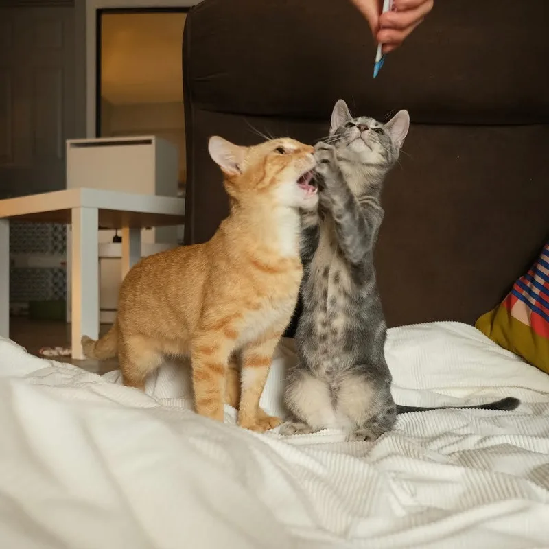 Taco And Cheese thumbnail 4