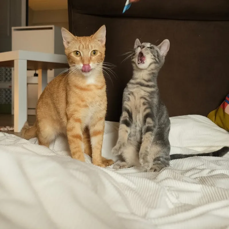 Taco And Cheese thumbnail 5