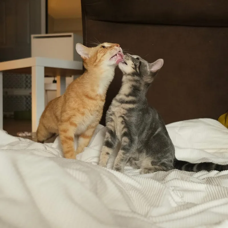 Taco And Cheese thumbnail 6