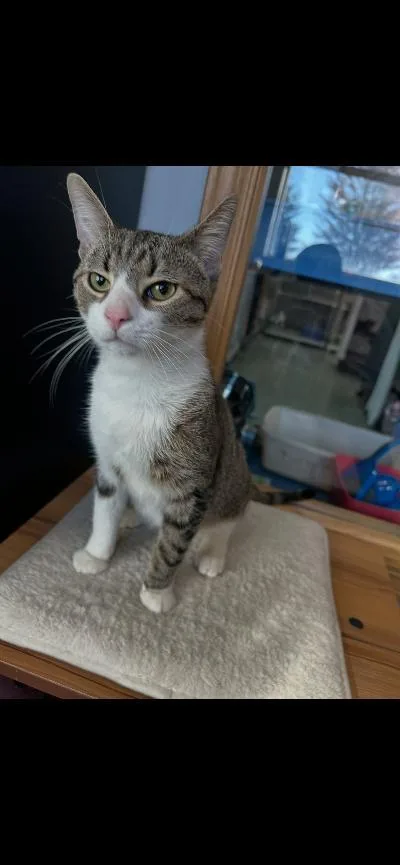 A baby medium-sized male Tabby (Brown / Chocolate) Domestic Short Hair cat named Dayle for adoption in Mokena, IL