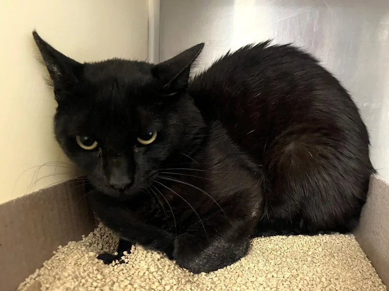A young medium-sized male Black Domestic Short Hair cat named James for adoption in Carrollton, GA