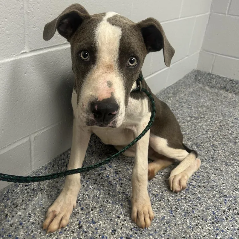 An adult medium-sized male Gray / Blue / Silver Mixed Breed dog named Gizmo for adoption in Greenville, SC