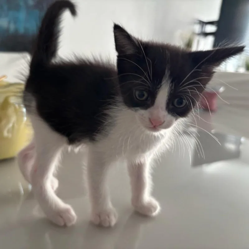 Berlioz