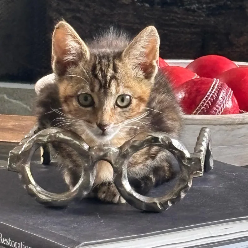 A baby small-sized female Domestic Short Hair cat named Fire Cracker for adoption in Columbiana, AL