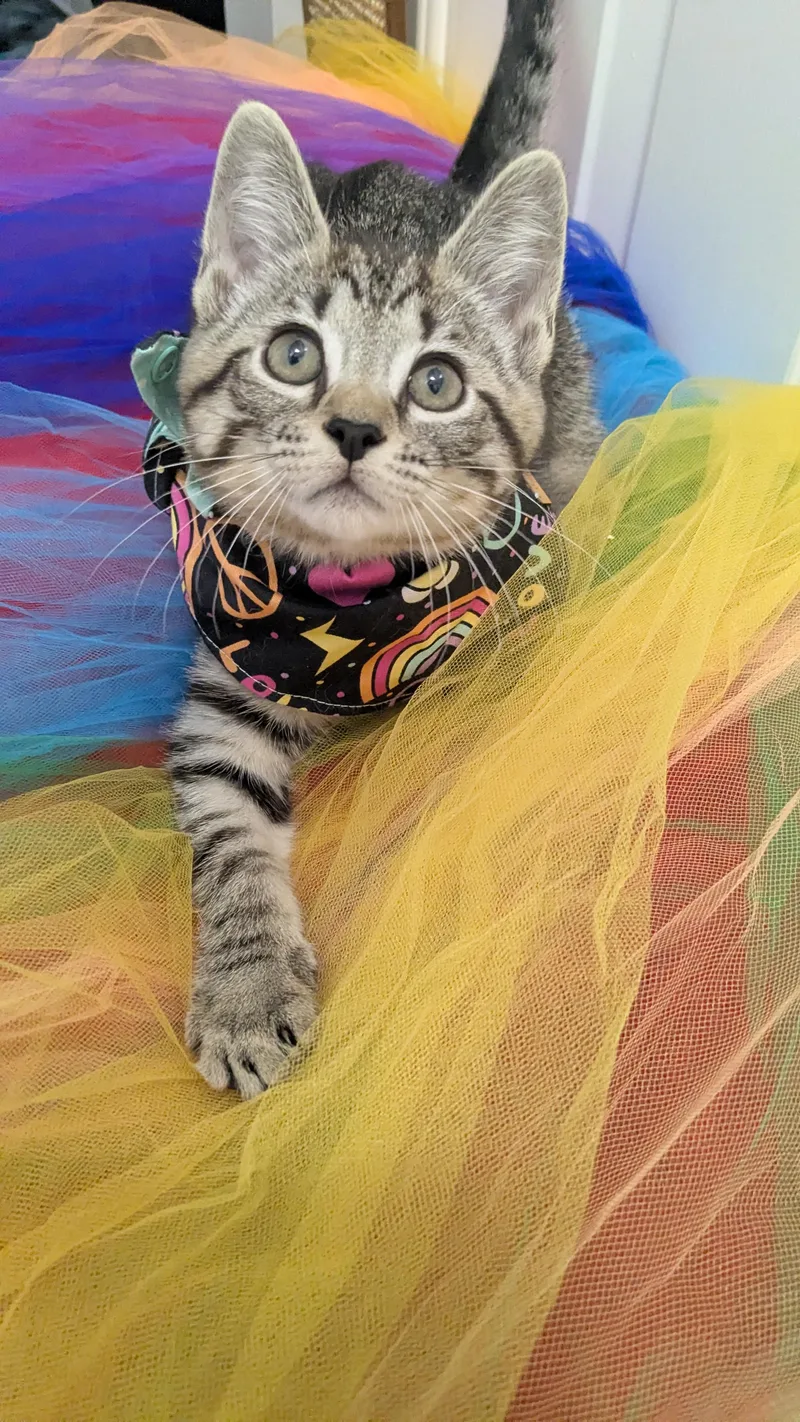 A baby medium-sized male Domestic Short Hair cat named Larry for adoption in Chesapeake Beach, MD