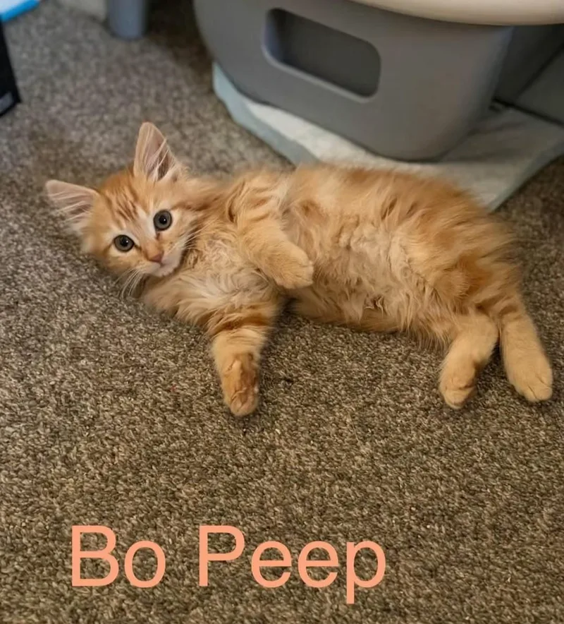 Bo Peep