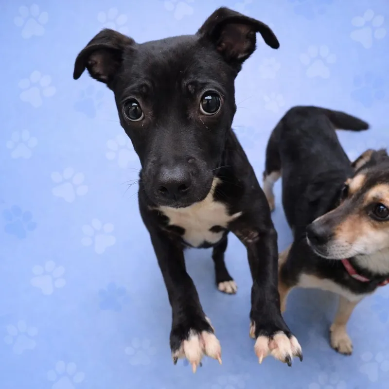 A young medium-sized male Black Mixed Breed dog named Toothless for adoption in Bartlett, TN