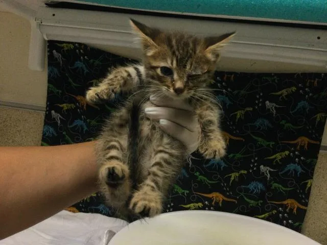 A baby small-sized male Domestic Short Hair cat named Tiger for adoption in Riverside, CA