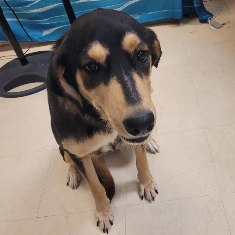 An adult medium-sized female Black Mixed Breed dog named Twix for adoption in Lake Panasoffkee, FL