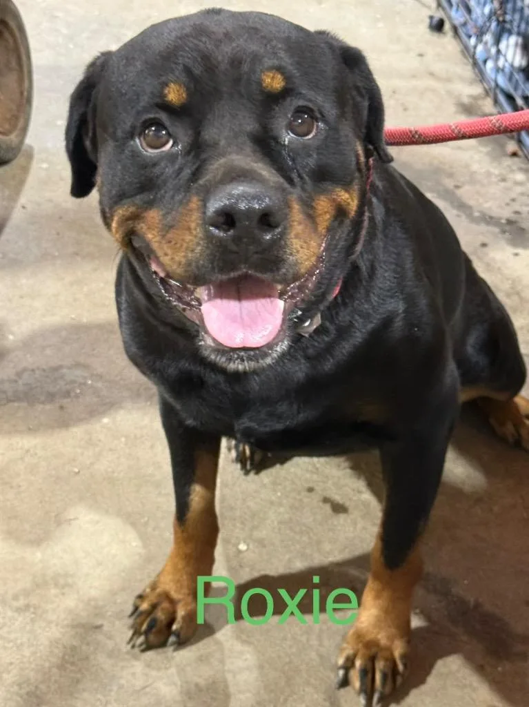 A young medium-sized female Rottweiler dog named Roxie for adoption in Saint Francisville, LA