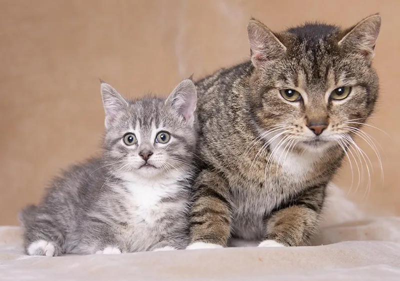 An adult medium-sized female Tabby (Brown / Chocolate) Domestic Short Hair cat named Shires for adoption in Chicago, IL