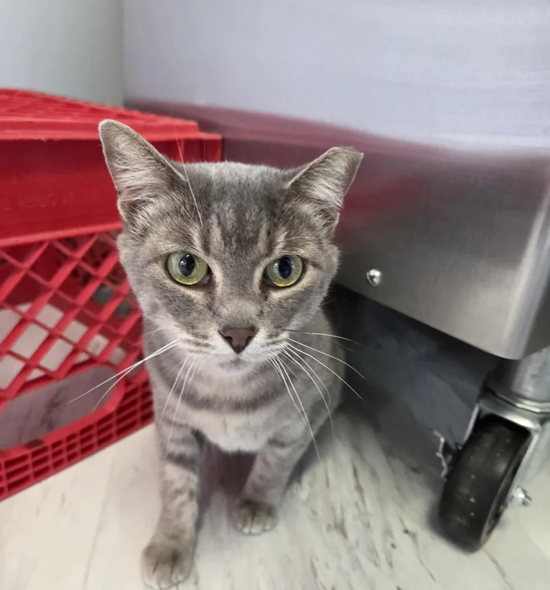 Delilah