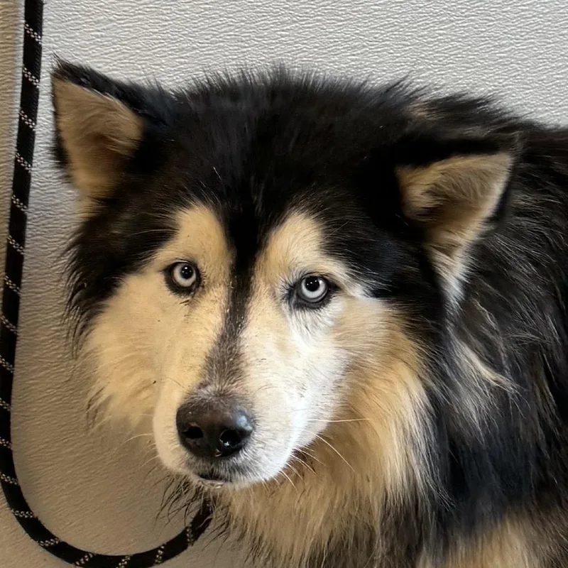 A senior large-sized male Mixed Breed dog named Kilo Jr for adoption in Las Cruces, NM