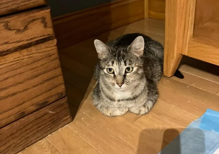 A young medium-sized female Tabby (Buff / Tan / Fawn) Domestic Short Hair cat named Emma for adoption in Mayfield, NY