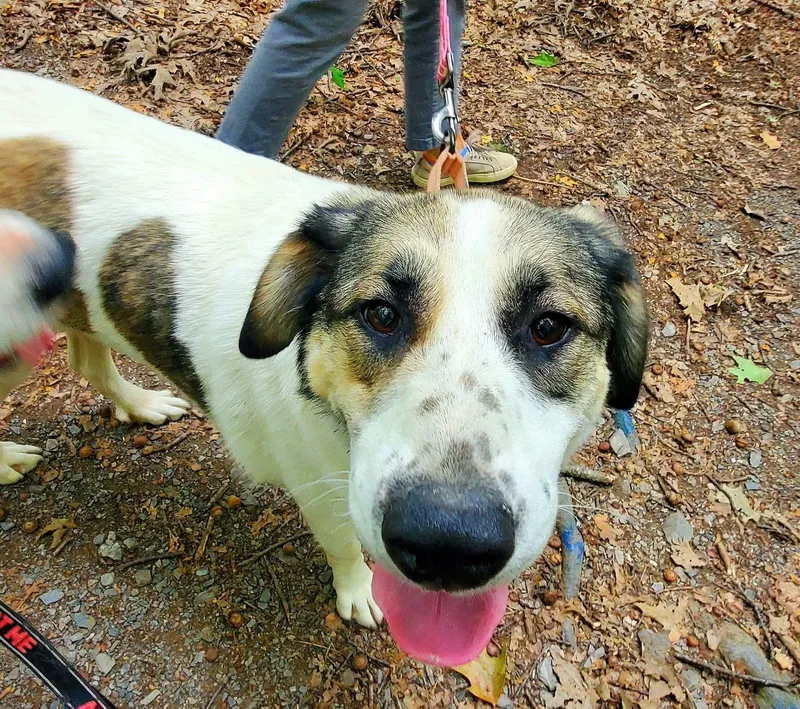 An adult large-sized female White / Cream Great Pyrenees dog named Halo for adoption in BONIFAY, FL