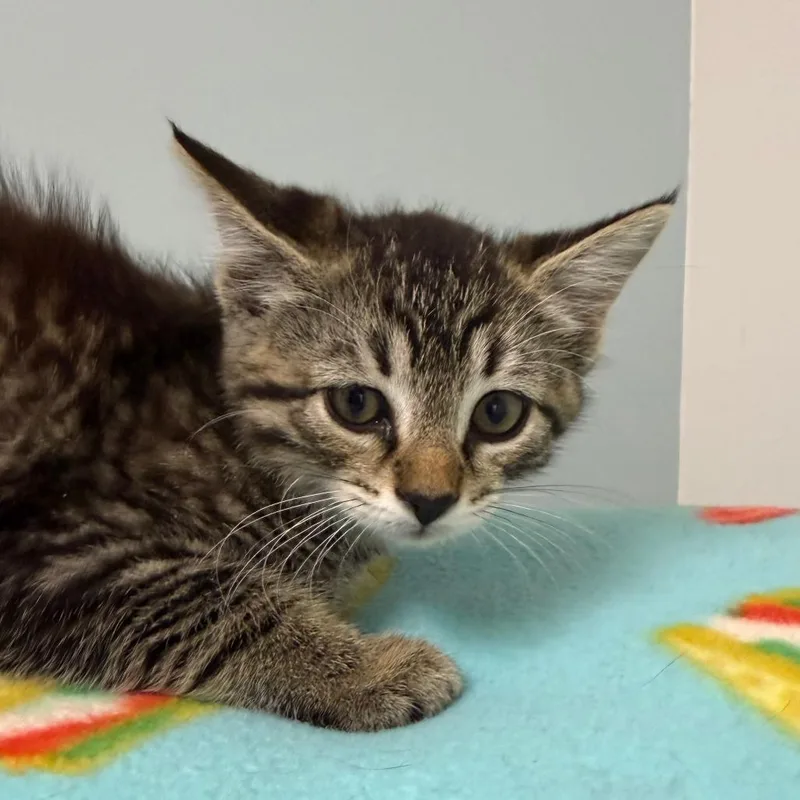 A baby small-sized female Brown / Chocolate American Shorthair cat named Sam for adoption in Deerfield, IL