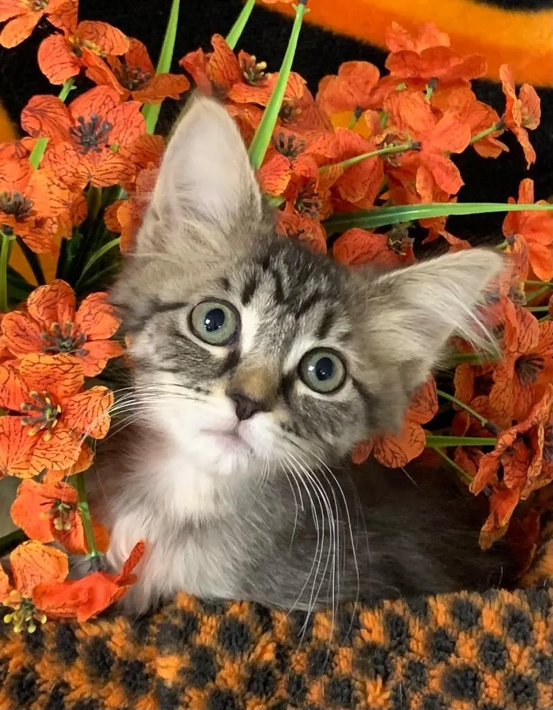 A baby small-sized female Domestic Medium Hair cat named Callisto for adoption in Stillwater, OK