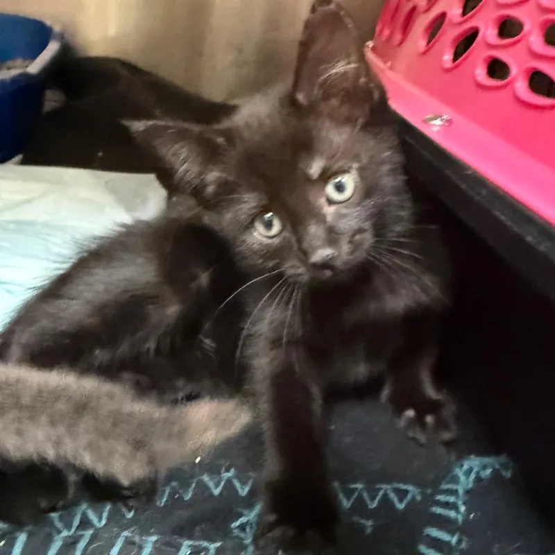 A baby small-sized female Black Domestic Short Hair cat named Narwhal for adoption in Winston-Salem, NC