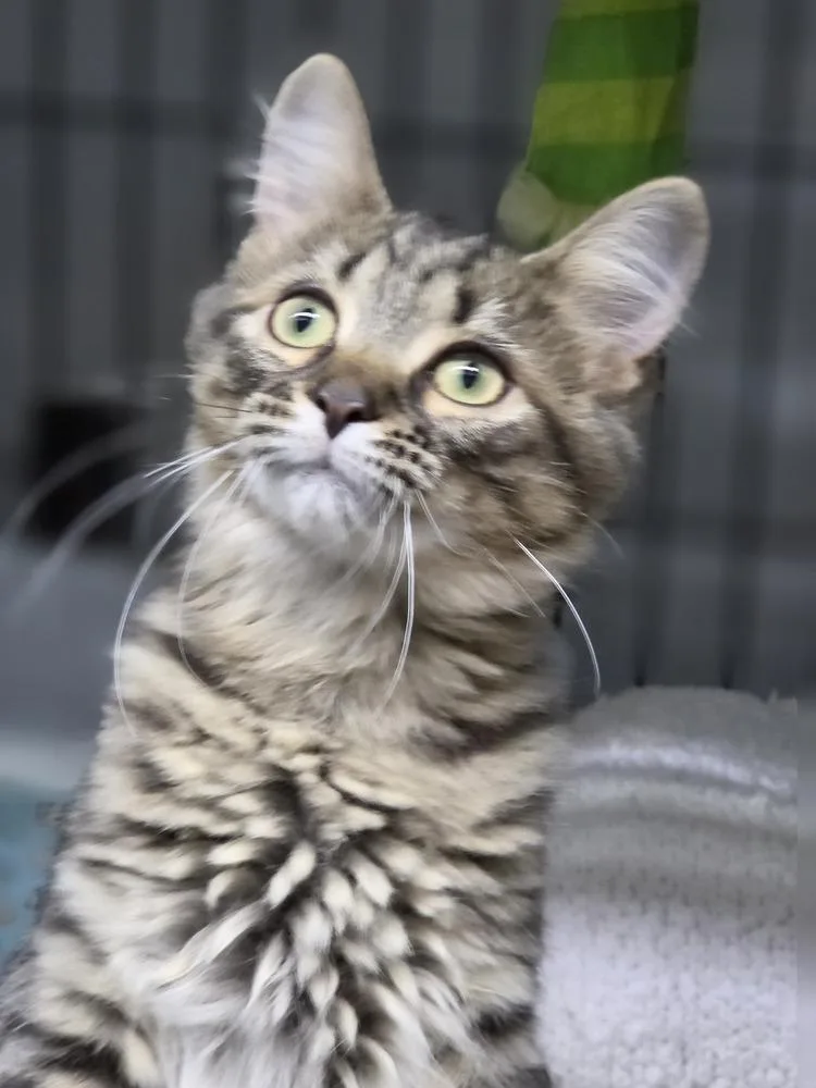 A baby small-sized female Domestic Short Hair cat named Bobbi for adoption in Mishawaka, IN