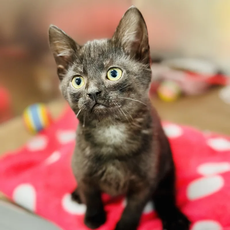 A baby medium-sized female Black Domestic Short Hair cat named Celeste for adoption in Jackson, NJ