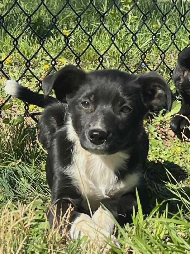 A baby small-sized male Toy Fox Terrier dog named Cola for adoption in Havertown, PA