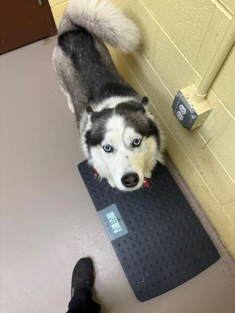 An adult medium-sized female Husky dog named Mika for adoption in Crossville, TN