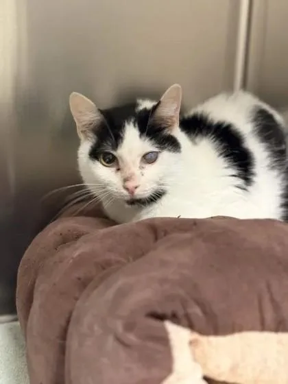 An adult small-sized female Domestic Short Hair cat named Frisk for adoption in Memphis, TN